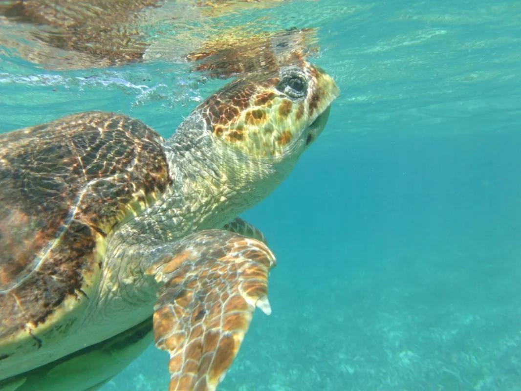 Tropical Paradise Caye Caulker Zewnętrze zdjęcie